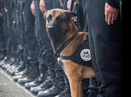 Diesel-2.jpg Diesel-2.jpg
